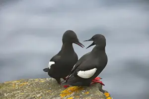 Guillemots Prints: Black Guillemot - Courting pair Mousa Island, Shetland Islands, UK BI010312