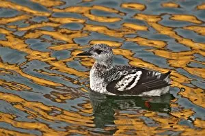 Images Dated 15th November 2009: Black Guillemot - first winter bird - swimming in harbour with colourful reflections in water