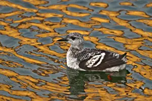 Guillemots Prints: Black Guillemot - first winter bird - swimming in harbour with colourful reflections in water - Burghead - Scotland