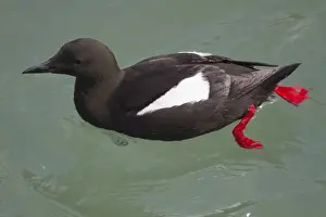 Guillemots Prints: Black Guillemot - near Stranraer - Scotland - UK