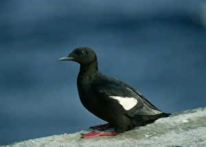Images Dated 11th December 2006: Black Guillemot - On rock