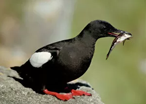 Guillemot Collection: Black Guillemot - On rock with fish in mouth
