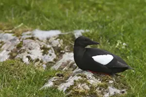Guillemots Prints: Black Guillemot Shetland Mainland, UK BI010270