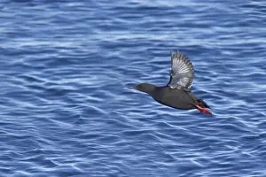 Guillemots Prints: Black Guillemot - Taking off from sea Cepphus grylle Svalbard (Spitsbergen) Norway BI016796