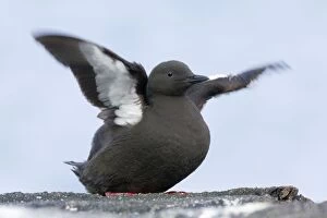 Images Dated 13th June 2013: Black Guillemot / Tystie - flapping wings