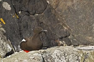 Images Dated 27th July 2008: Black Guillemot / Tystie - sitting on rock - Norway