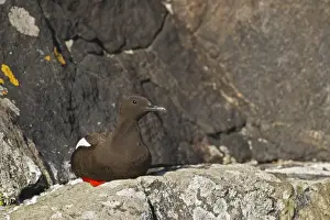 Black Guillemot / Tystie - sitting on rock - Norway