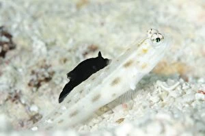 Alor Gallery: Black Gymnodoris Nudibranch feeding on Fierce Shrimpgoby