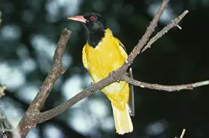Oriole Prints: Black-haeded Oriole