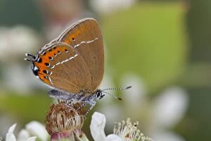 Butterflies And Moths Gallery: Black Hairstreak Butterfly - on Bramble