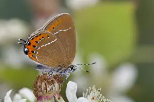 UK Wildlife Prints: Black Hairstreak Butterfly - on Bramble - UK