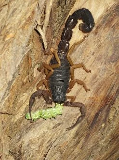Black hairy thick-tailed Scorpion - on tree bark