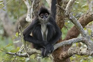 Images Dated 11th February 2006: Black-handed Spider Monkey (Ateles geoffroyi)
