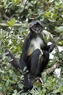 Images Dated 11th February 2006: Black-handed Spider Monkey Belize