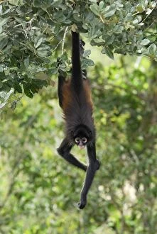 Images Dated 11th February 2006: Black-handed Spider Monkey Belize