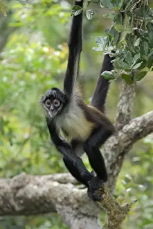 Black-handed Spider Monkey Belize