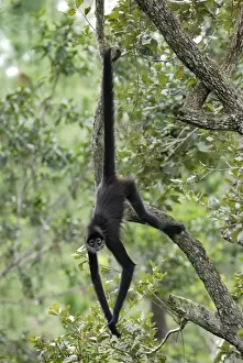 Belize Prints: Black-handed Spider Monkey Belize