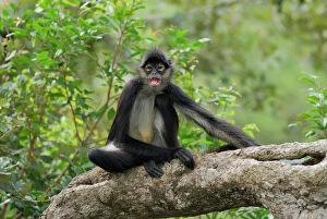 Calling Collection: Black-handed Spider Monkey Belize