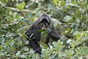 Black-handed Spider Monkey Belize