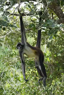 Black-handed Spider Monkey Belize