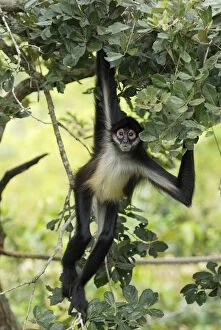 1 Collection: Black-handed Spider Monkey Belize