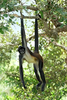 Central America Collection: Black-handed Spider Monkey Belize
