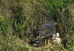 Black Harrier - at nest with chicks