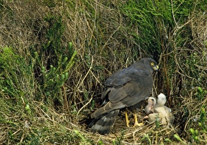 Images Dated 19th May 2010: Black Harrier - at nest with chicks