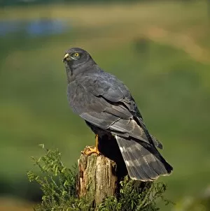 Images Dated 19th May 2010: Black Harrier - perched on tree stump
