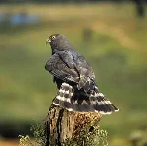 Black Harriet