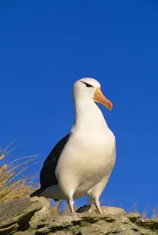 Falklands Prints: Black-headed Albatross Falkland Islands