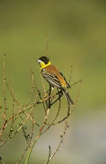 Buntings Prints: Black-headed Bunting