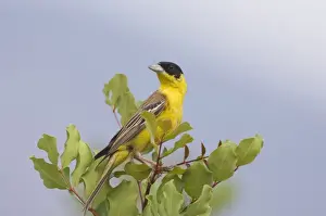 Black Headed Prints: Black-headed Bunting - adult male, May. Southern Turkey