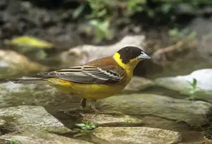 Bunting Prints: Black-headed Bunting - male