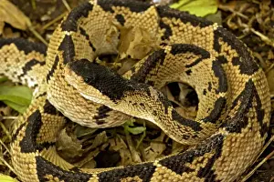 Coiled Prints: Black-headed Bushmaster - captive - Venomous - Costa Rica