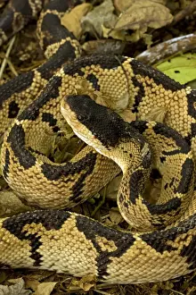 Black-headed Bushmaster - captive - Venomous - Costa Rica