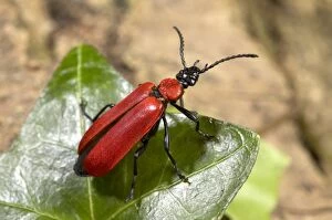 Images Dated 29th April 2005: Black-headed Cardinal Beetle - adult