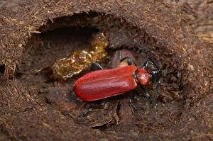 Images Dated 29th April 2005: Black-headed Cardinal Beetle - nymph that has just