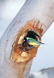 Black-headed Gouldian Finch - at nest entrance in Salmon Gum Tree