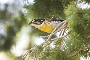Images Dated 3rd July 2007: Black-headed Grosbeak - first winter male. Southeast Arizona - July
