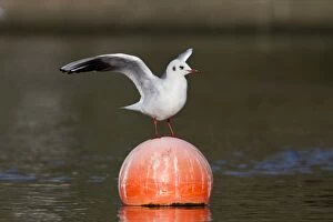 Images Dated 15th January 2012: Black Headed Gull - on buoy - winter