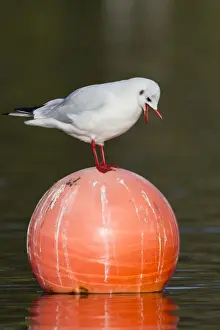 Buoy Prints: Black Headed Gull - on buoy - winter - Cornwall - UK