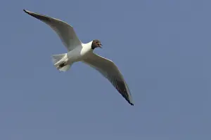 Black Headed Gull - Calling in flight Larus ridibundus Minsmere RSPB Reserve Suffolk, UK BI011655