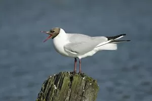Black- headed Gull - calling from post in sea