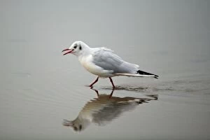 Black-headed Gull - calling and walking across mudflats at low tide