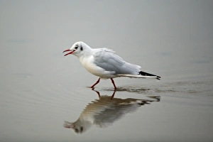 Black-headed Gull - calling and walking across mudflats at low tide Black-headed Gull - calling and walking across mudflats at low tide