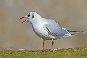Black Headed Prints: Black Headed Gull - calling in winter - Norfolk UK 9061