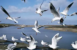 Estuaries Prints: Black Headed Gull CK 3119 Wells-next-the-Sea Norfolk Larus ridibundus © Chris Knights / ARDEA LONDON