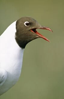 Black-Headed Gull - close up, beak open