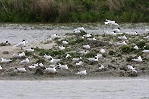 Black-headed Gull colony - with some Mediterranean Gulls (Larus melanocephalus)